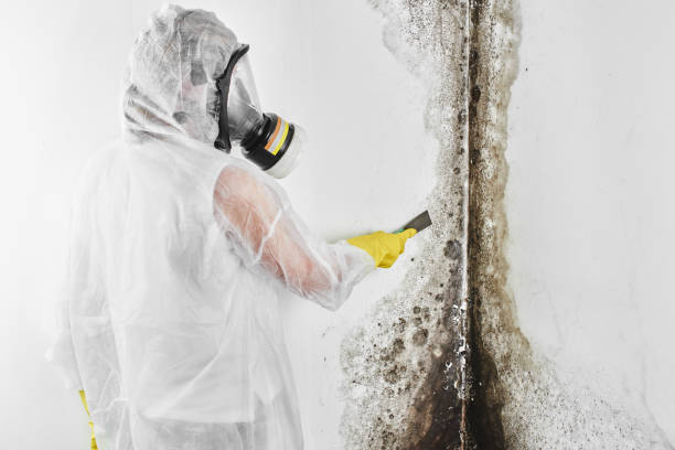 Mold Removal and Inspection in Middleburg, FL