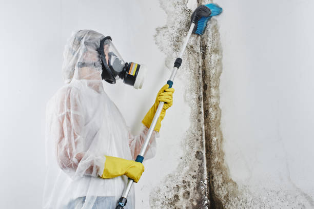 Office Mold Removal Services